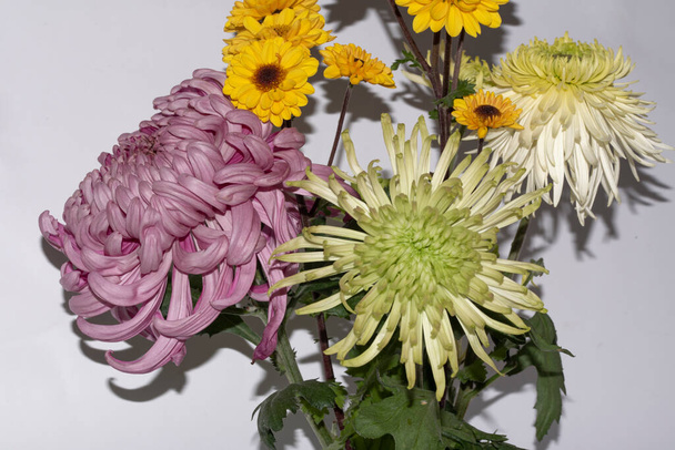 hermoso tiro botánico, fantásticas flores vista de cerca - Foto, imagen