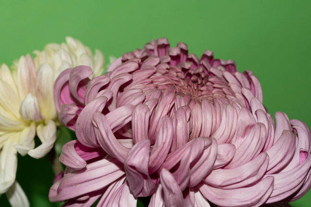 gyönyörű krizantém virágok zöld háttér - Fotó, kép