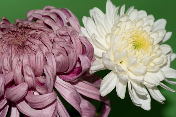 mooie chrysant bloemen op groene achtergrond - Foto, afbeelding