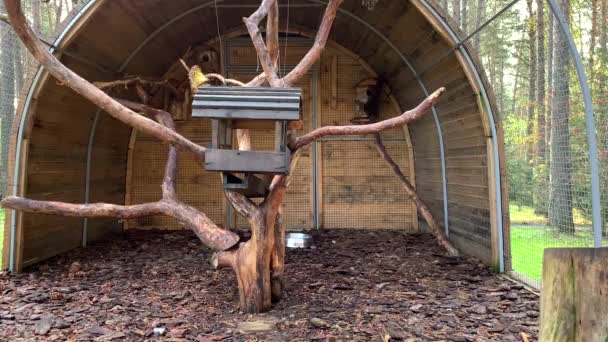 Een mooie, rode eekhoorn loopt rond in een kooi of zit op een tak van de dierentuin, die zich in het bos bevindt. Een knaagdiereekhoorn in gevangenschap. - Video