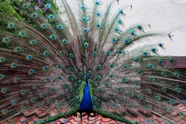 Peacock toont zijn veren, vogel in paringsritueel, blauwe en groene gevederde pauw. - Foto, afbeelding