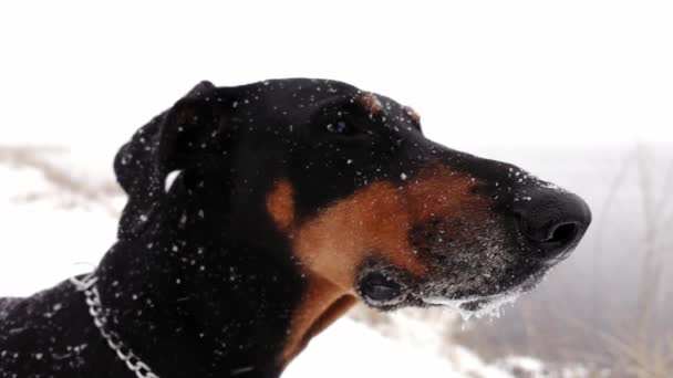 Close-up beelden van dobermans hoofd buiten staan bij sneeuwstorm in een slow motion - Video
