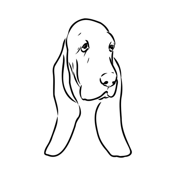 Dekorative Kontur Porträt des Stehens im Profil Basset Hound, Vektor isolierte Illustration in schwarzer Farbe auf weißem Hintergrund - Vektor, Bild