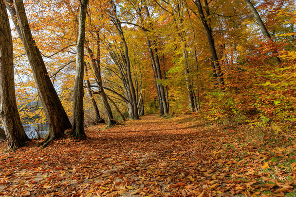 A pathway in a forest covered in dried leaves and yellowing trees in autumn - Foto, afbeelding