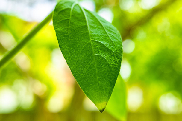 A closeup shot of a plant leaf on the blurred background in th e garden - Foto, Bild