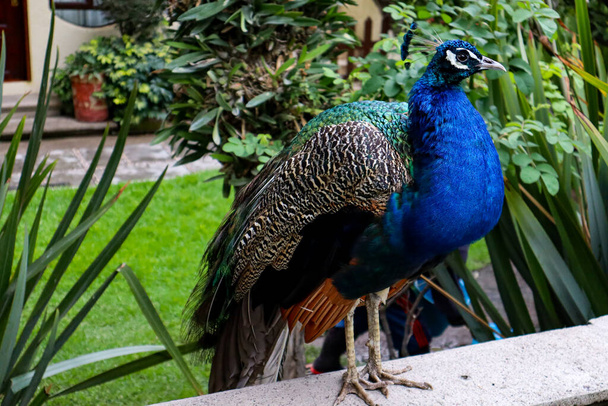 Pavo real descansando en una pared de jardín, pájaro de hermosos colores, pavo real con plumaje azul y verde. - Foto, Imagen