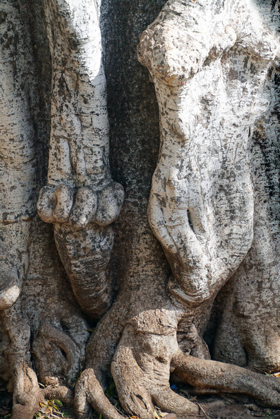         Plants in the tropics. The trunk of the tree and its texture. Bark of a living plant                         - Photo, Image