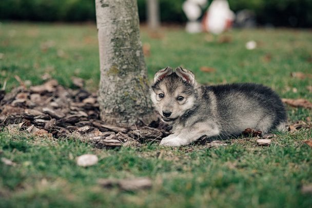 Small wolf-like puppy is lying on the green grass on the lawn. - Foto, Bild
