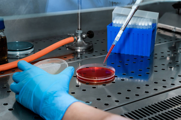 Wissenschaftler, die in einer Laminarstromhaube arbeiten, bereiten eine Petriplatte für die Aussaat von Proben vor. Herstellung einer Petrischale mit Nährmedium in einer sterilen Laminar-Flow-Haube - Foto, Bild