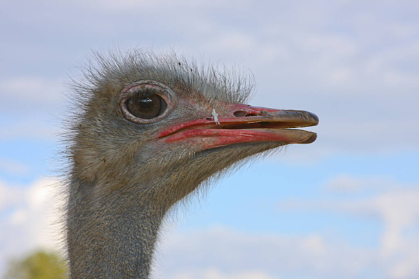 A selective focus shot of an ostrich - Foto, immagini