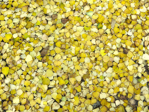 hojas amarillas de otoño yacen en el suelo y parecen monedas de oro - Foto, imagen
