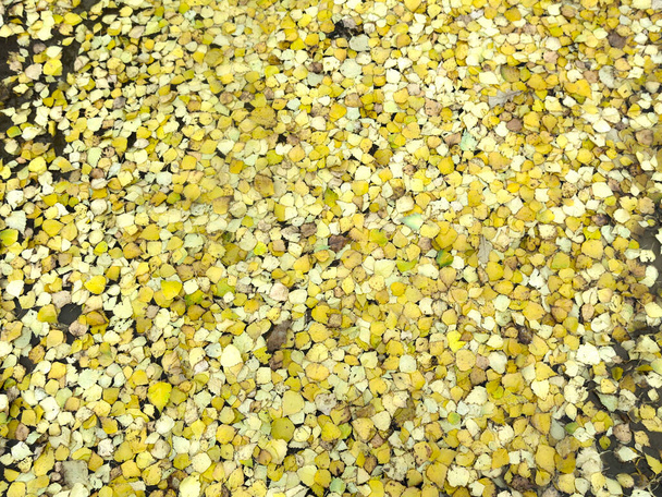 hojas amarillas de otoño yacen en el suelo y parecen monedas de oro - Foto, Imagen