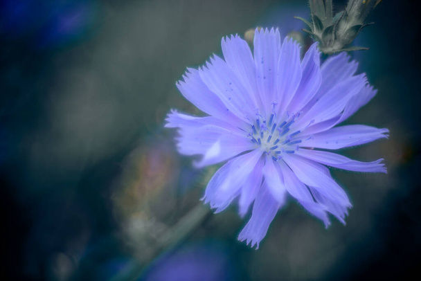 A selective focus shot of a Chicory flower - Fotó, kép