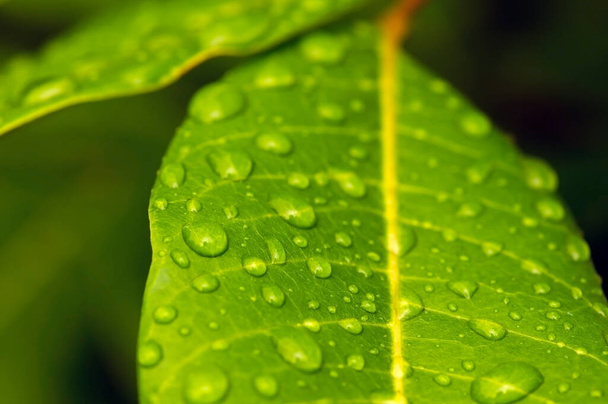 Longan (Dimocarpus longan) green leaves with water splash for natural background - Fotó, kép