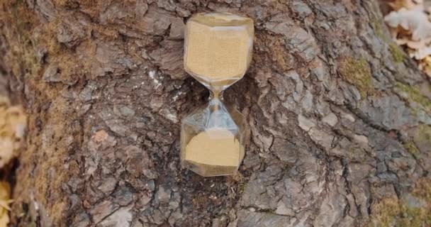 Reloj de arena se encuentra en un árbol en el bosque de otoño. Primer plano - Metraje, vídeo