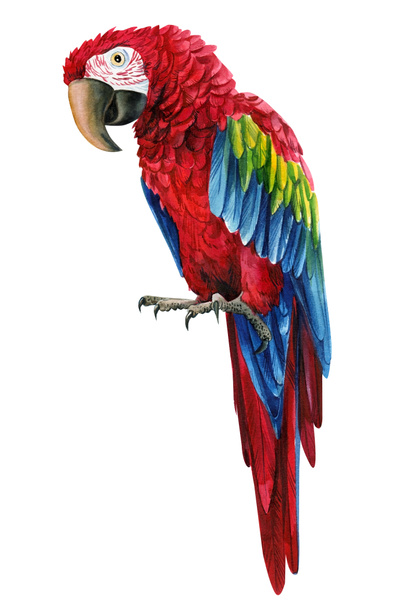 Red parrot macaw, isolated white background, watercolor botanical illustration - Фото, изображение
