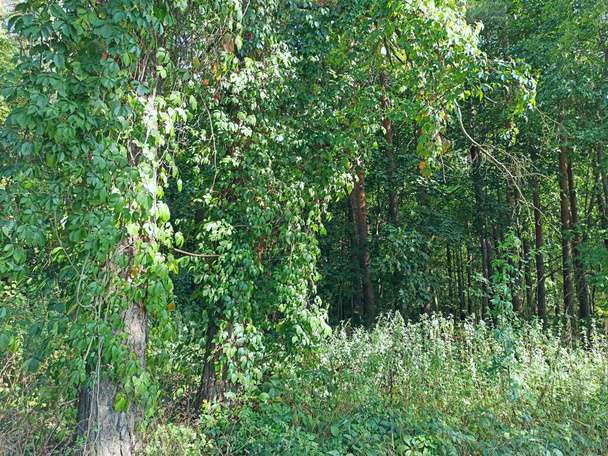 Sűrű bozót a kertben echinocystis. Levél fal. Vad zöld liana. Zöld levelek a echinocystis. Nyáron virágzó echinocystis - Fotó, kép
