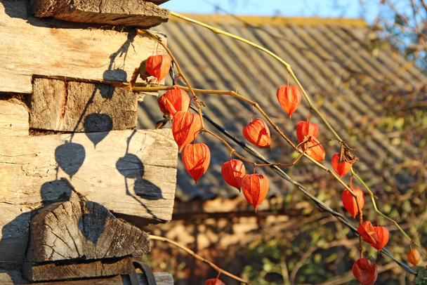 Kiinalaisia lyhtyjä, Physalis alkekengi. Physalis hedelmät kasvavat lähellä maalaistalo. Punainen Physalis lähellä majaa. Physalis-suvun kasvit - Valokuva, kuva