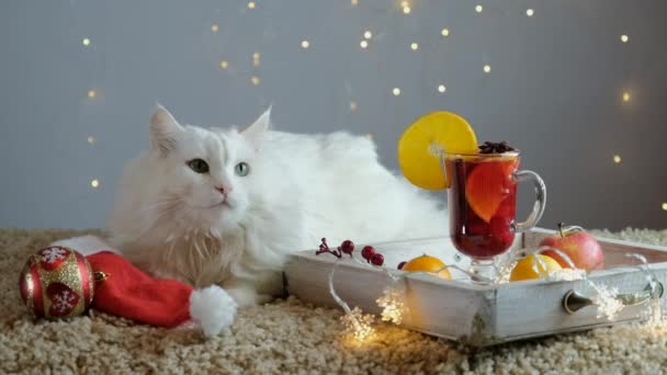 Valkoinen kissa kevyellä matolla seppeleellä odottaa joulua ja uutta vuotta. - Materiaali, video