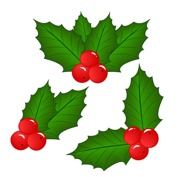 Holly set with berries. Christmas design - Вектор,изображение