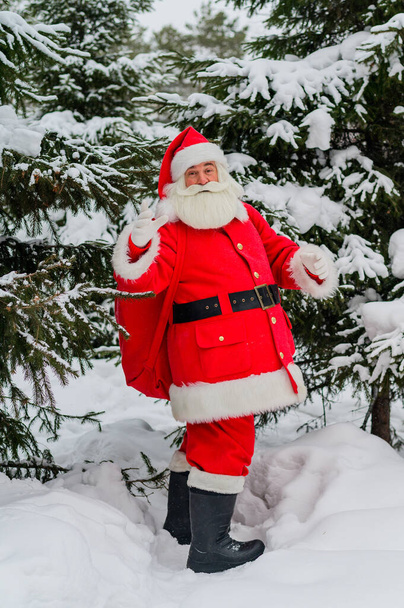 Surprised Santa Claus walks through a snowy coniferous forest at the North Pole in Lapland. Merry Christmas. Postcard. - Foto, Imagen