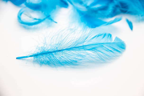 Plumes d'oiseaux bleues moelleuses sur fond blanc. Une texture de plumes douces. - Photo, image