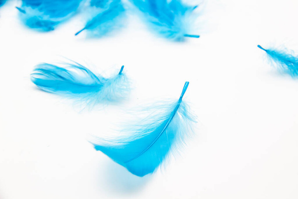 Синие пушистые птичьи перья на белом фоне. Текстура мягких перьев. - Фото, изображение