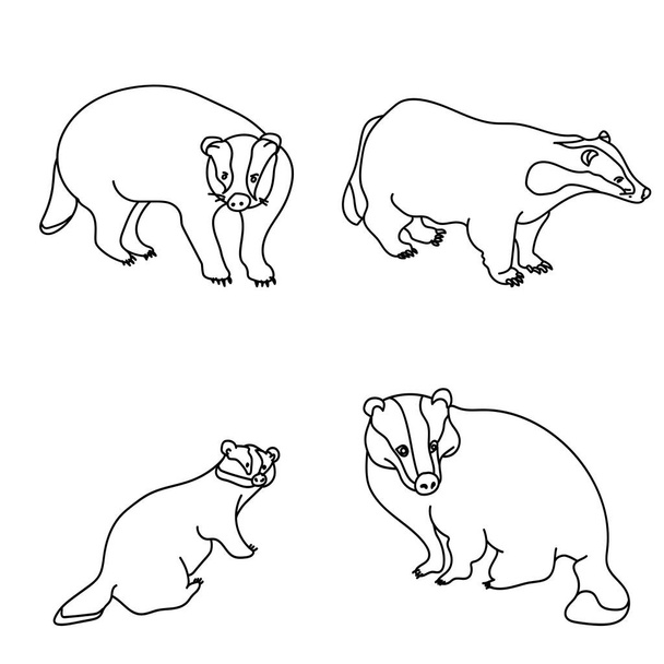 Set of outline badgers, predatory animals for coloring or creativity vector illustration - Vector, Image