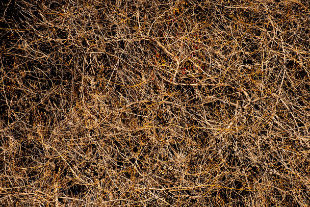 Abstracte foto van de natuurlijke wortel van waterbomen - Foto, afbeelding