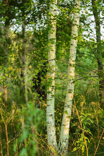 Two birch trees in the forest, summer nature of the middle lane. - Foto, Imagem