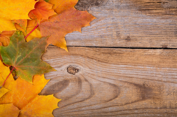 autumn frame from maple leaves - Fotó, kép