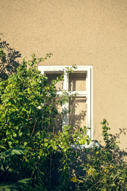 old overgrown wood window - Foto, Imagem