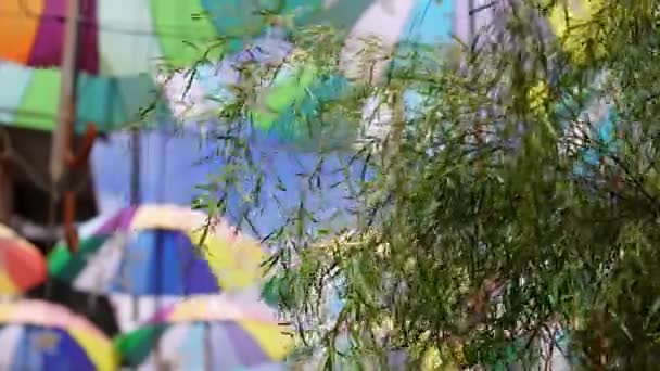 Selektywny ostrość zielona roślina z rozmytym tle kolorowy parasol. Street art koncepcja dekoracji - Materiał filmowy, wideo