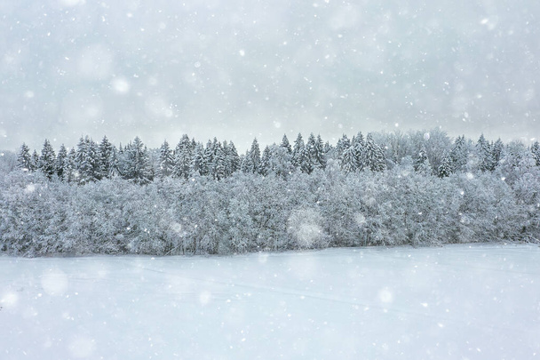 дерева морозостійкий дрон, абстрактний вид фон грудень пейзаж відкриті дерева сніг
 - Фото, зображення