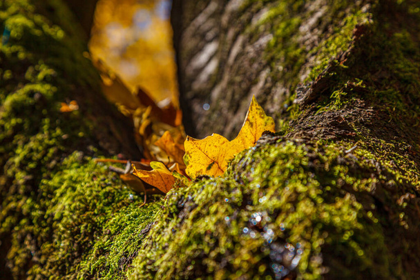 A selective of a mossy stone with fallen dry leaves - Foto, Imagen