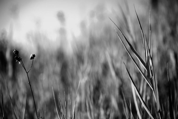 AIRDRIE, CANADA - Nov 17, 2021: A grayscale closeup shot of wild reeds on a field in Airdrie, Canada - Foto, immagini