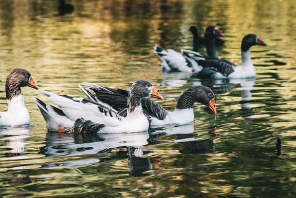 A beautiful view of ducks floating in the lake - Foto, imagen