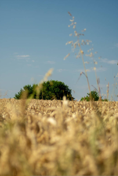 A vertical shallow focus of wheat at the field under a clear blue sky - Fotoğraf, Görsel