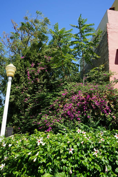 ロードス市のブーゲンビリアの茂みを背景に、前景に中国のハイビスカスの茂み。ハイビスカスバラ- sinensis,中国語-,ハワイハイビスカス,中国バラは熱帯ハイビスカス、開花植物の種です。ギリシャのロードス - 写真・画像