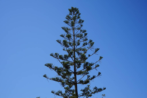 Araucaria heterophylla, syn. A. excelsa, Norfolk Island pine or Norfolk pine, is a species of conifer in the family Araucariaceae. Rhodes, Greece  - Photo, Image