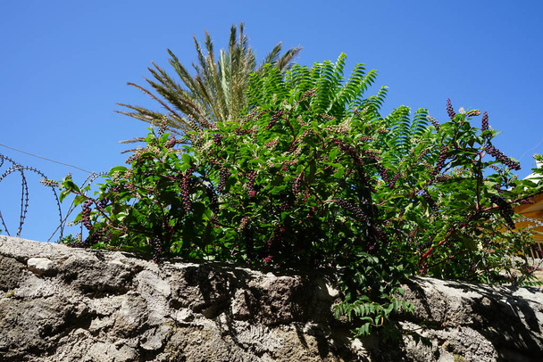 La Phytolacca americana, conosciuta anche come American pokeweed, pokeweed, poke sallet, dragonberry e inkberry, è una pianta velenosa erbacea perenne della famiglia delle Phytolaccaceae. Rodi, Grecia - Foto, immagini