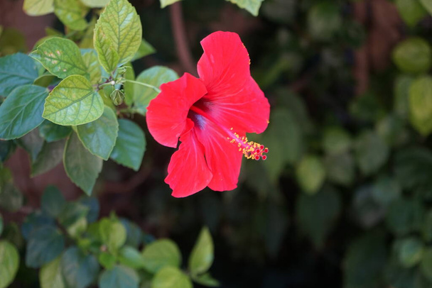Red Chinese hibiscus flower in Rhodes city. Hibiscus rosa-sinensis, Chinese-, Hawaiian hibiscus, China rose, rose mallow and shoeblackplant, is a species of tropical hibiscus, a flowering plant. Rhodes, Greece  - Photo, Image