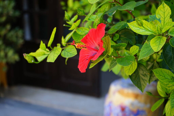 Rode Chinese hibiscus bloem in Rhodos stad. Hibiscus rosa-sinensis ("Hibiscus rosa-sinensis") is een tropische hibiscus, een bloeiende plant uit het geslacht "Hibiscus". Rhodos, Griekenland  - Foto, afbeelding