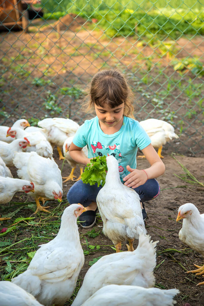 The child in the chicken coop feeds the hens. Selective focus. Kid. - Φωτογραφία, εικόνα