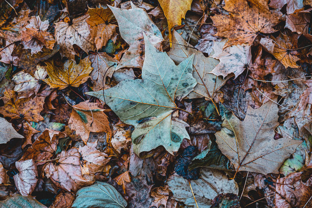 Autumnal Dry Leaves and Grass in Forest, top view - Photo, Image