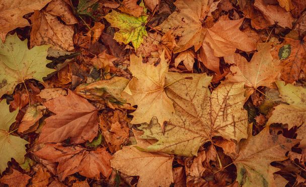 Droog herfstblad in het bos, bovenaanzicht - Foto, afbeelding