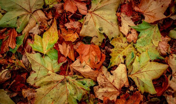 Jesienne suche liście w lesie, widok z góry - Zdjęcie, obraz