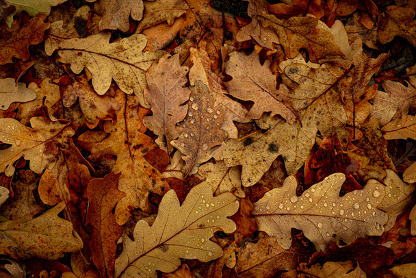 Gocce d'acqua su foglie secche nella foresta - Foto, immagini