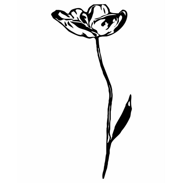 Graphiques vectoriels botaniques. Dessin croquis. Modèle pour votre conception. L'art linéaire. Tulipes sur fond blanc. - Vecteur, image