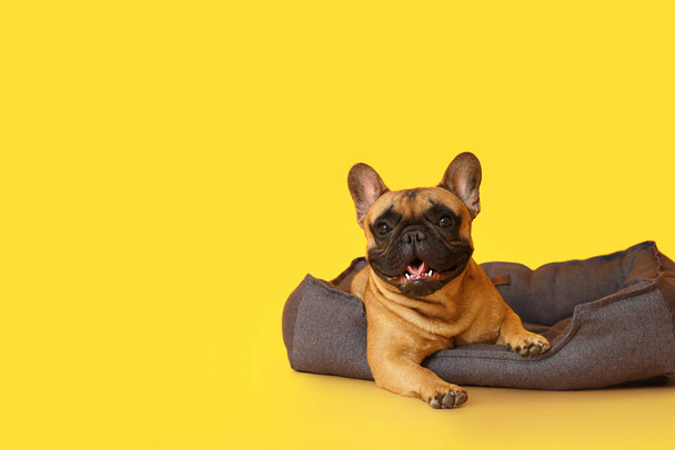 Mignon bouledogue français dans un lit pour animaux sur fond de couleur - Photo, image